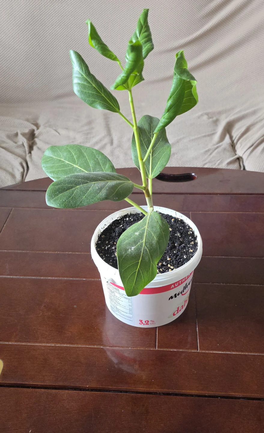 12 Inch Banyan Tree - photo 3