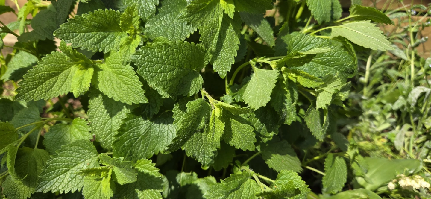 Lemon Balm Plant cuttings