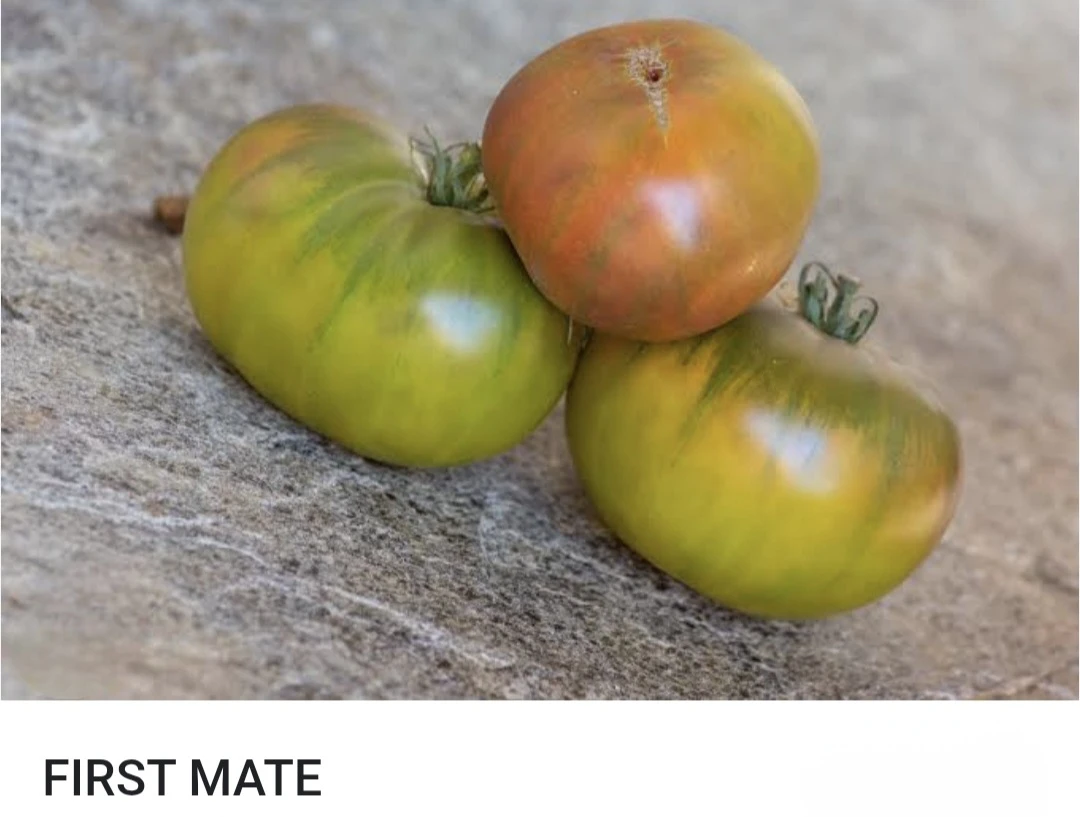 First Mate tomato plants - photo 2
