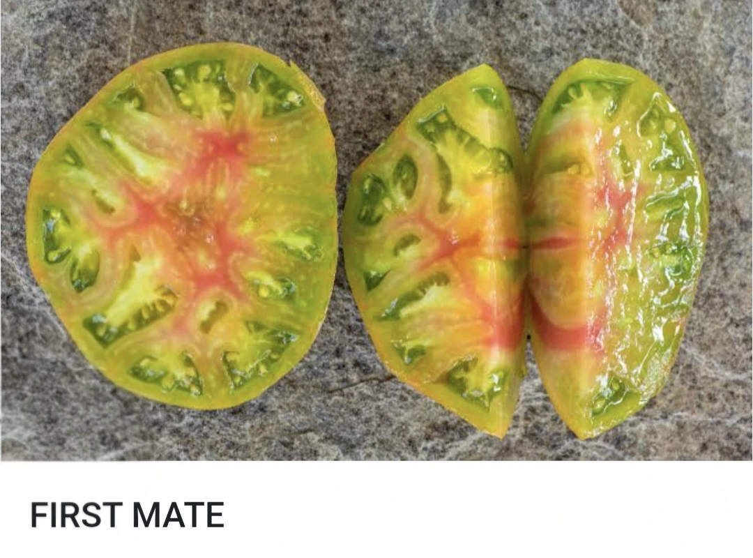 First Mate tomato plants - photo 3