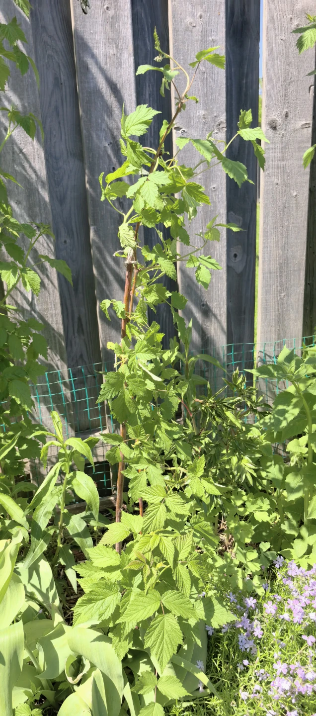 Raspberry plants