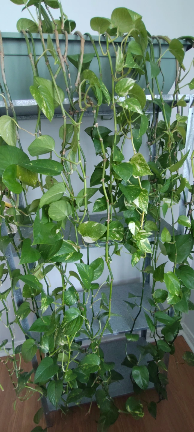 Large Pothos Plant - photo 2