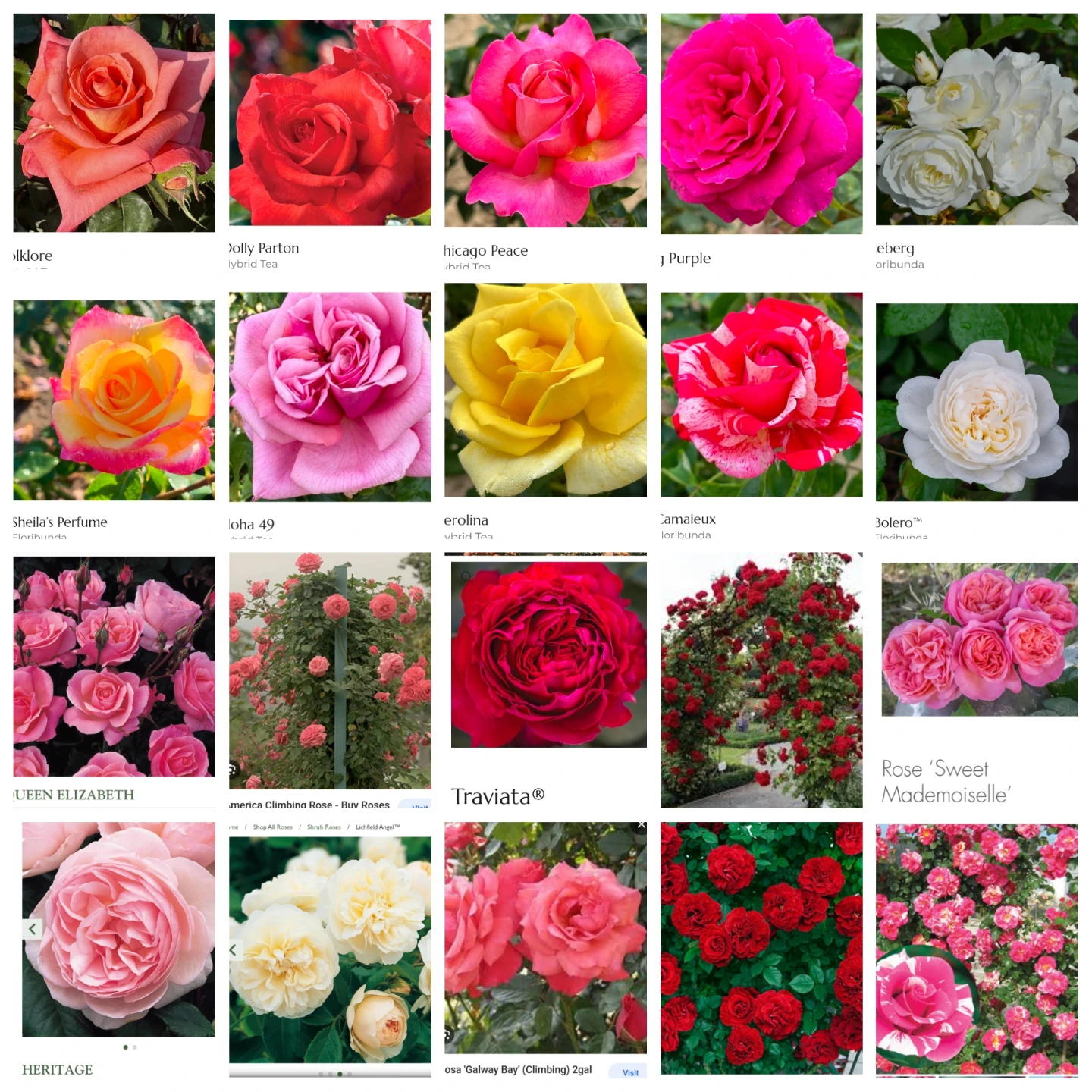 Assorted Rose Plants