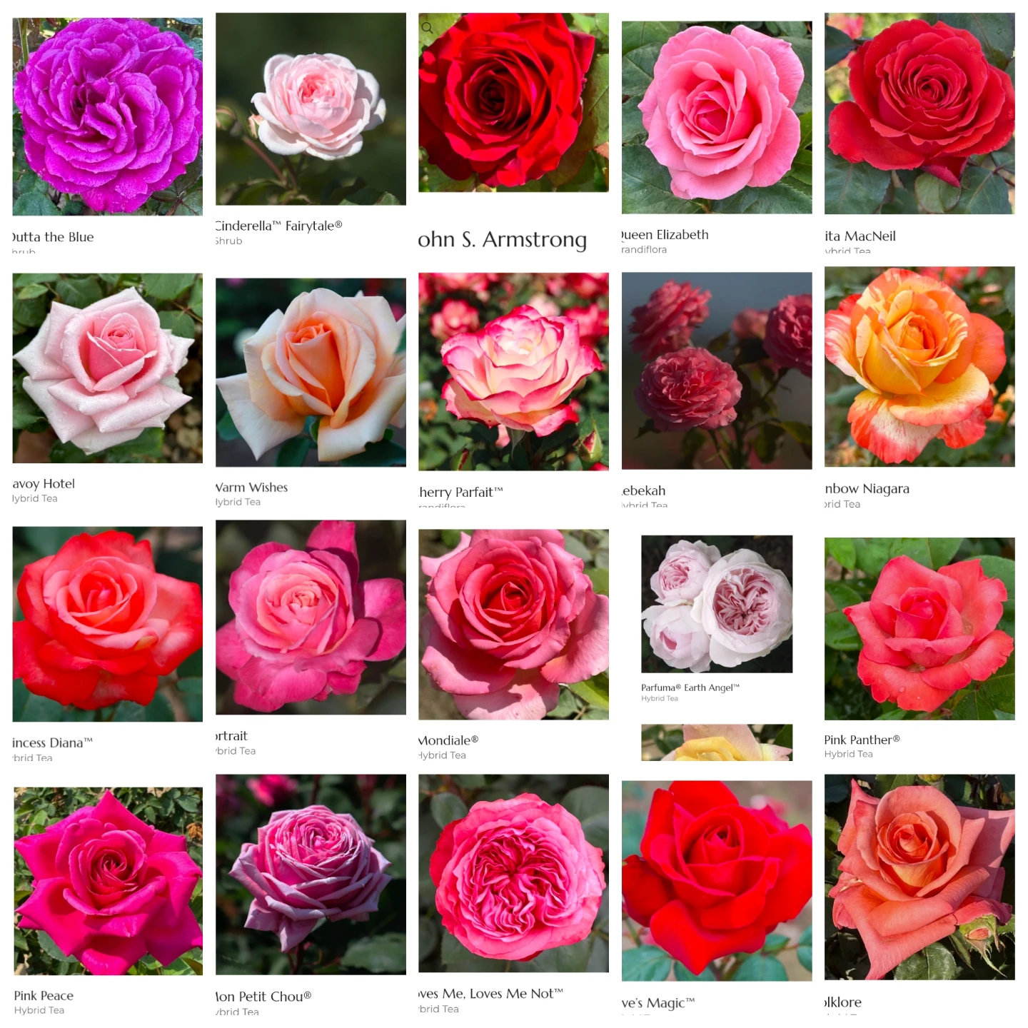 Assorted Rose Plants - photo 2