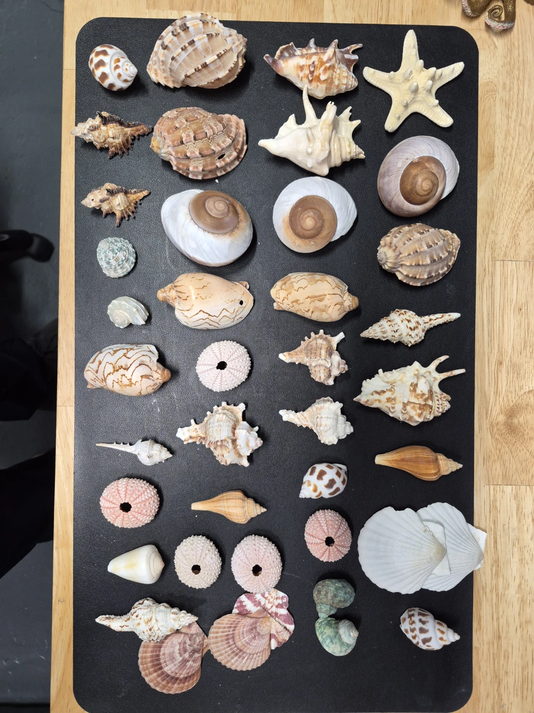 Assorted Seashells and Starfish Collection