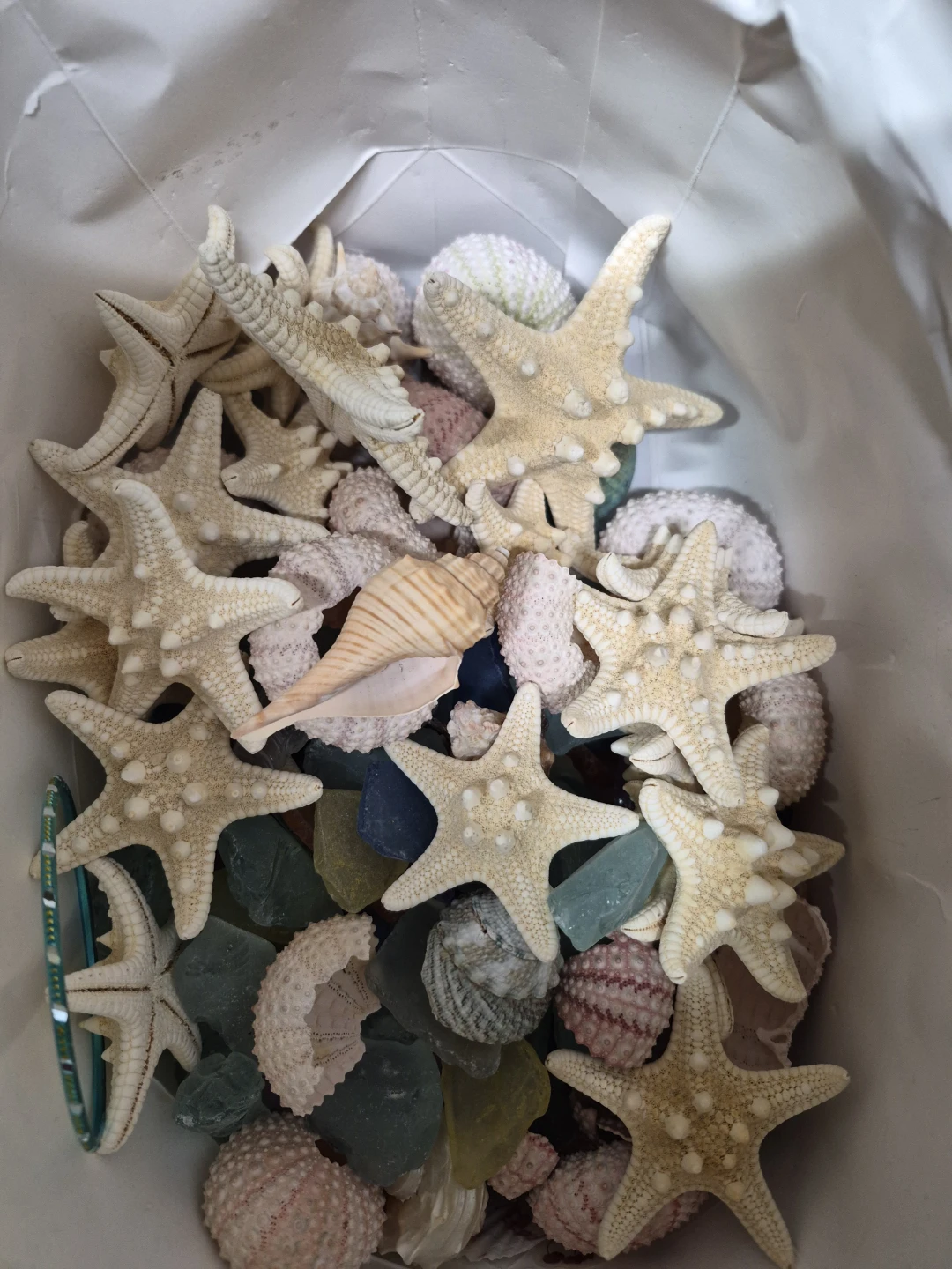 Assorted Seashells and Starfish Collection - photo 3