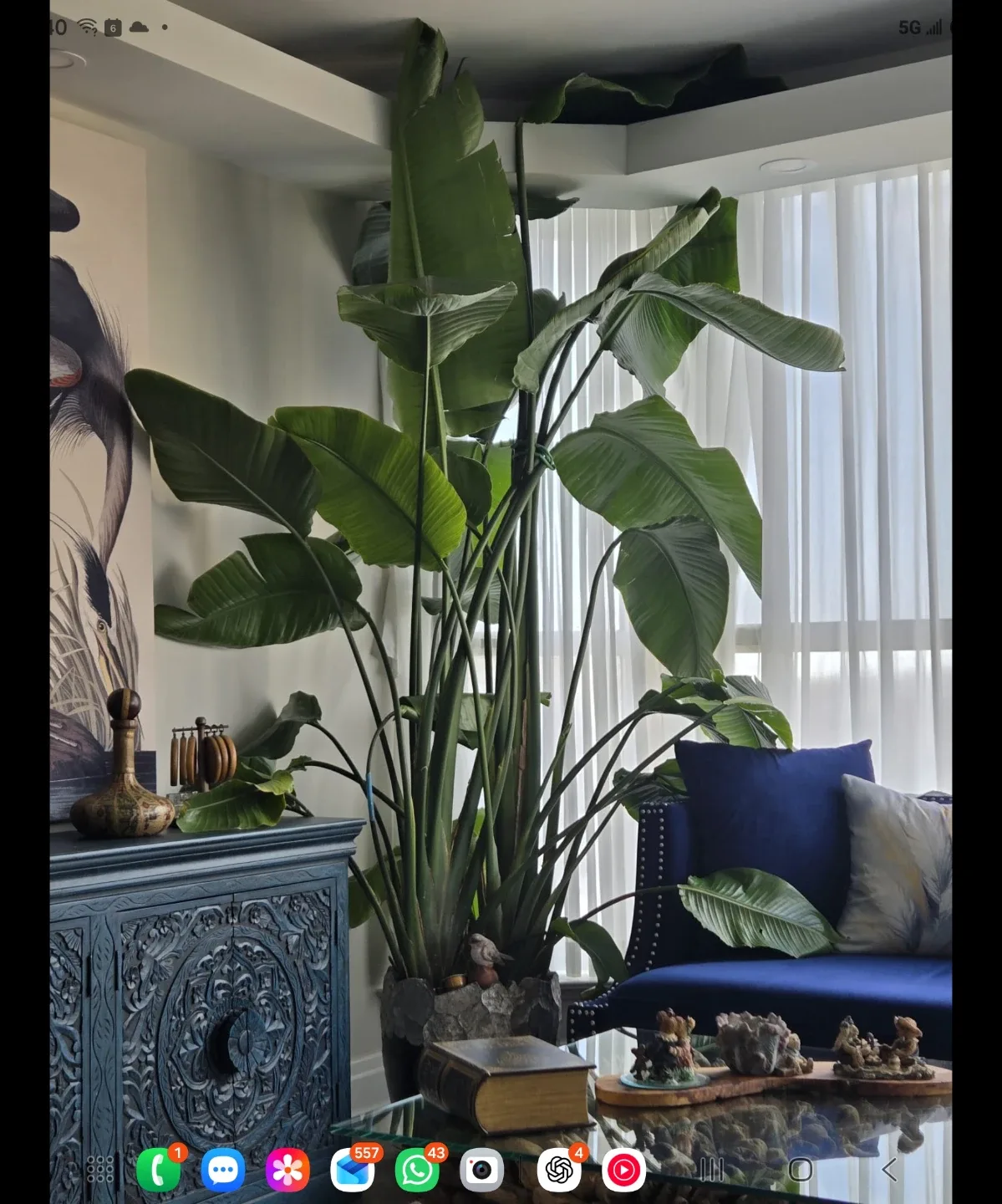 Large Bird of Paradise Plant-9feet tall - photo 2