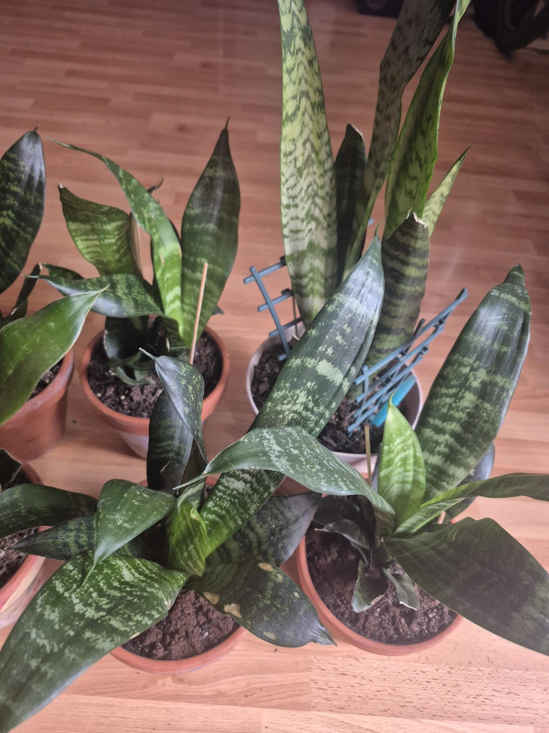 Assorted Snake Plants