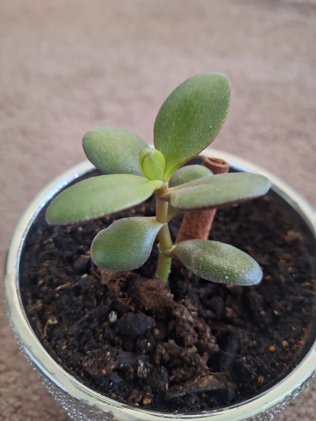 Jade Plant in Decorative Pot - photo 2
