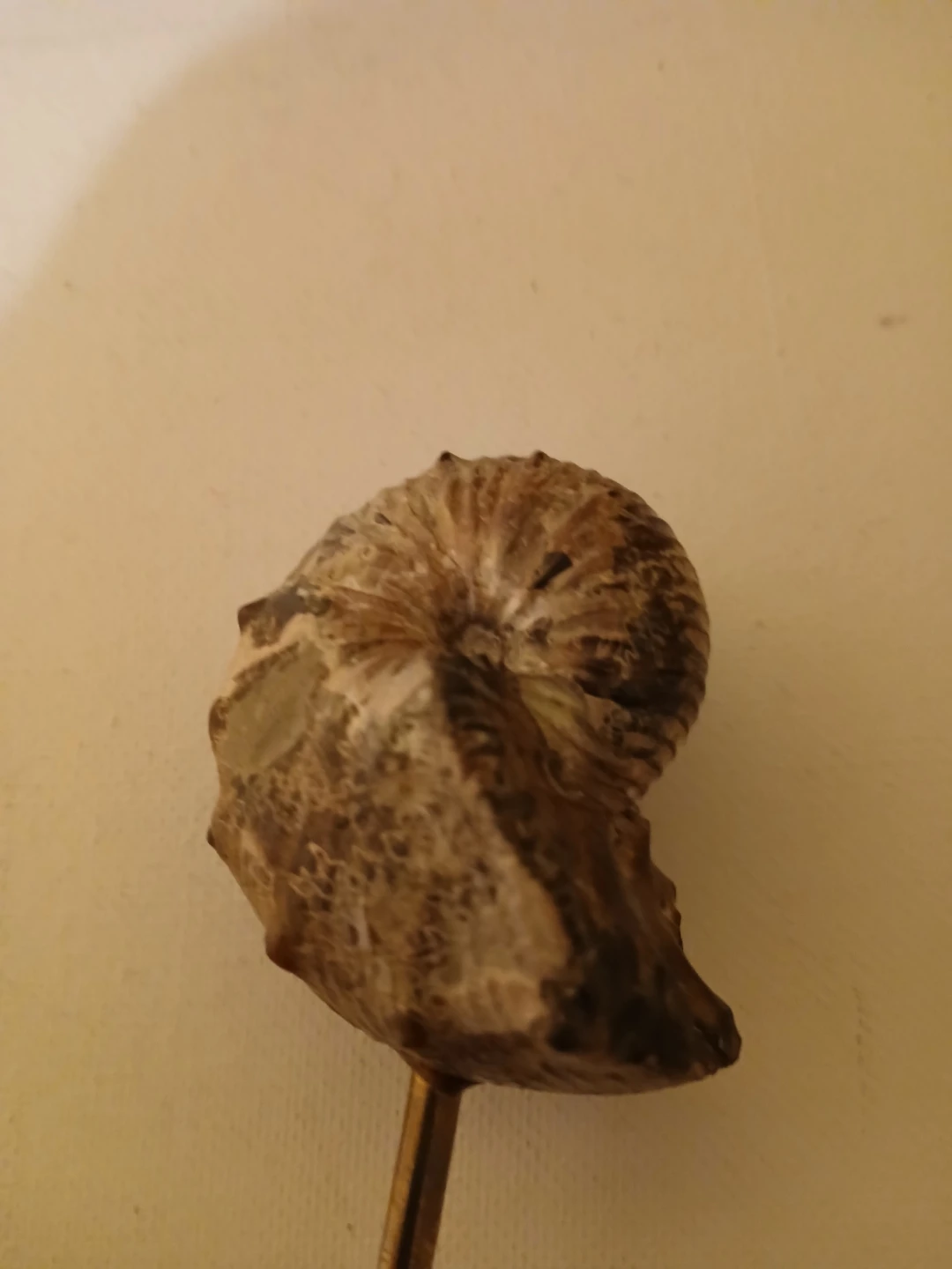 Ammonite Fossil on Stand - photo 4
