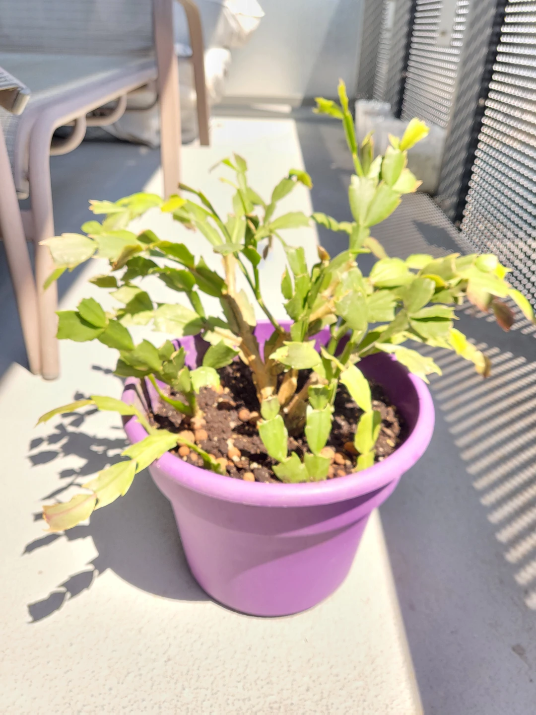 Christmas Cactus Plant - photo 3