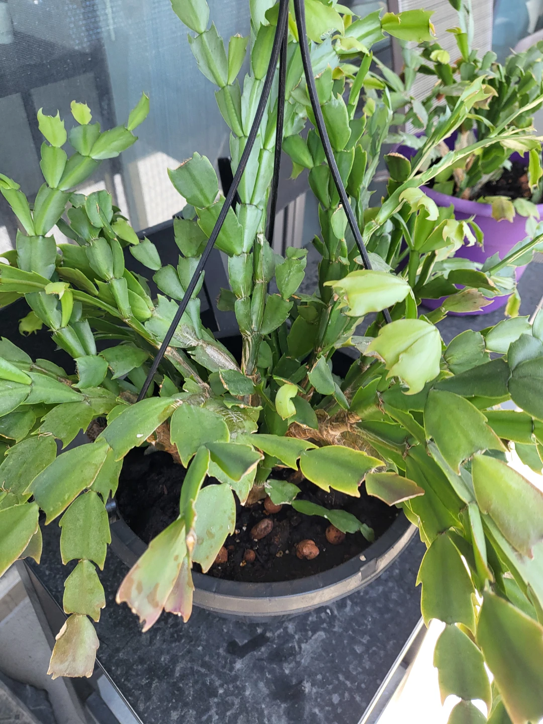 Christmas Cactus Plant - photo 2