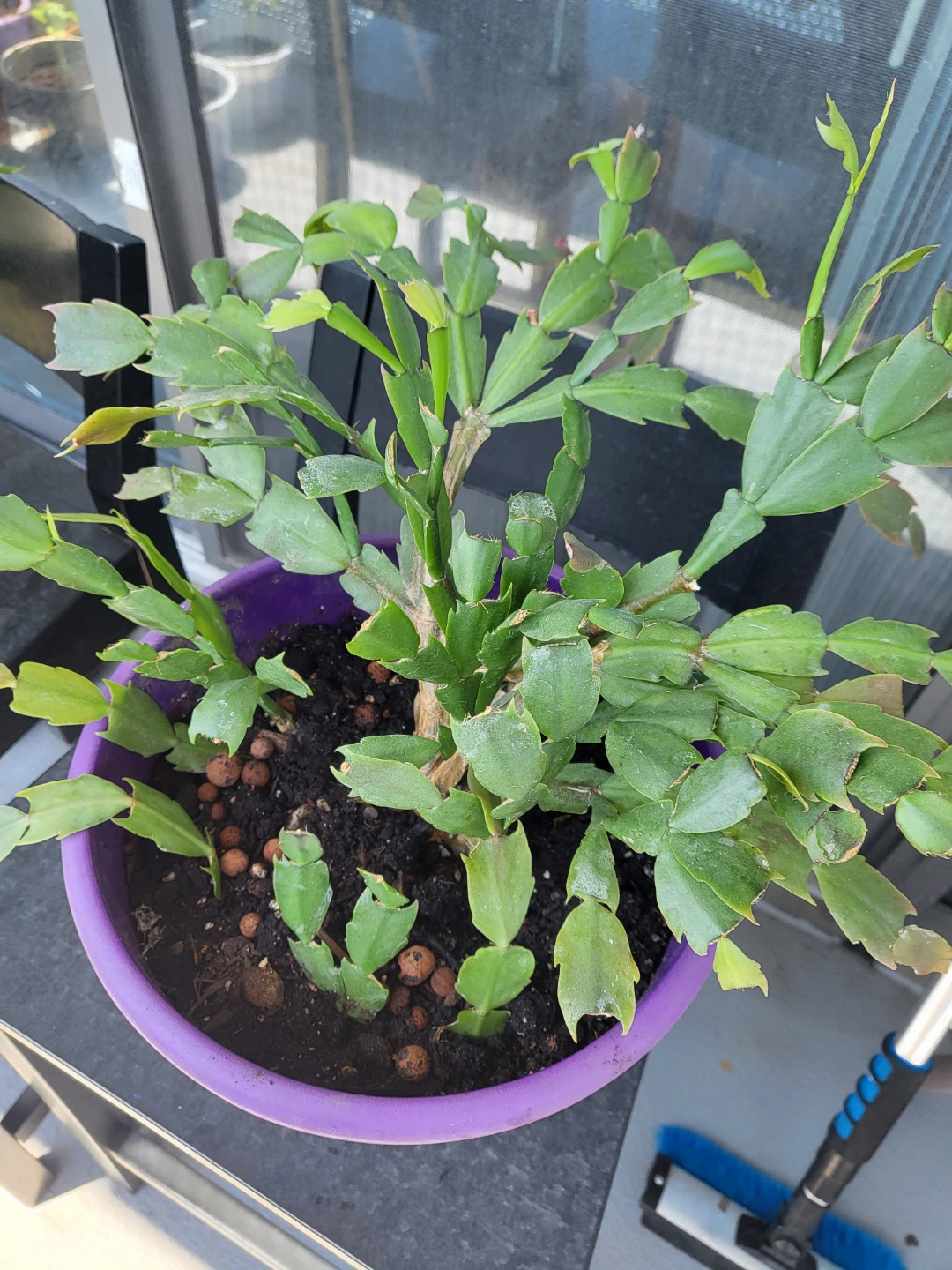 Christmas Cactus Plant - photo 4