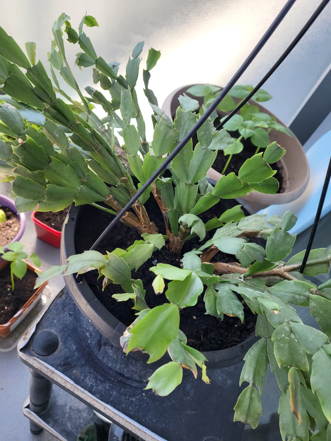 Christmas Cactus Plant - photo 5