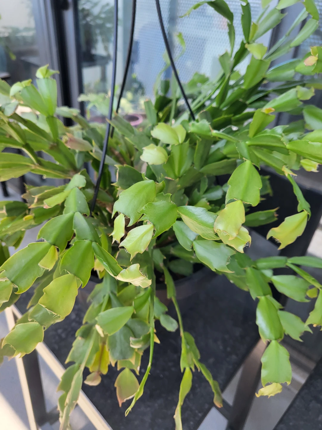Christmas Cactus Plant