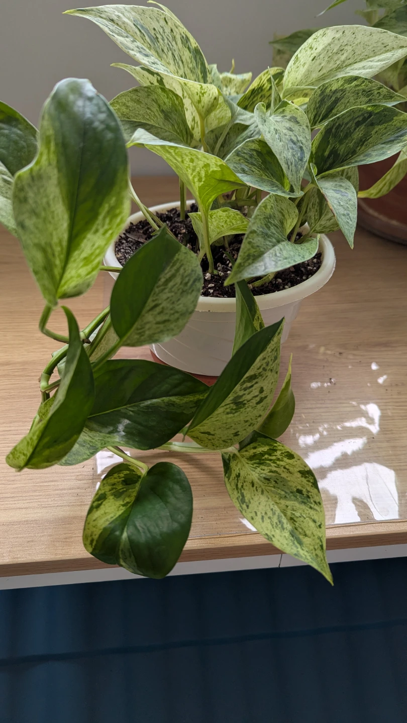 Marble Queen Pothos Hanging Plant - photo 3