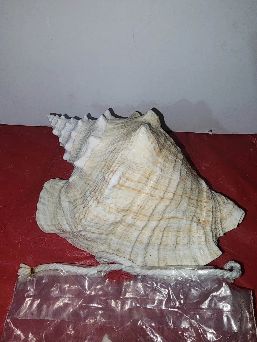 Large Conch Shell and Bag of Small Shells