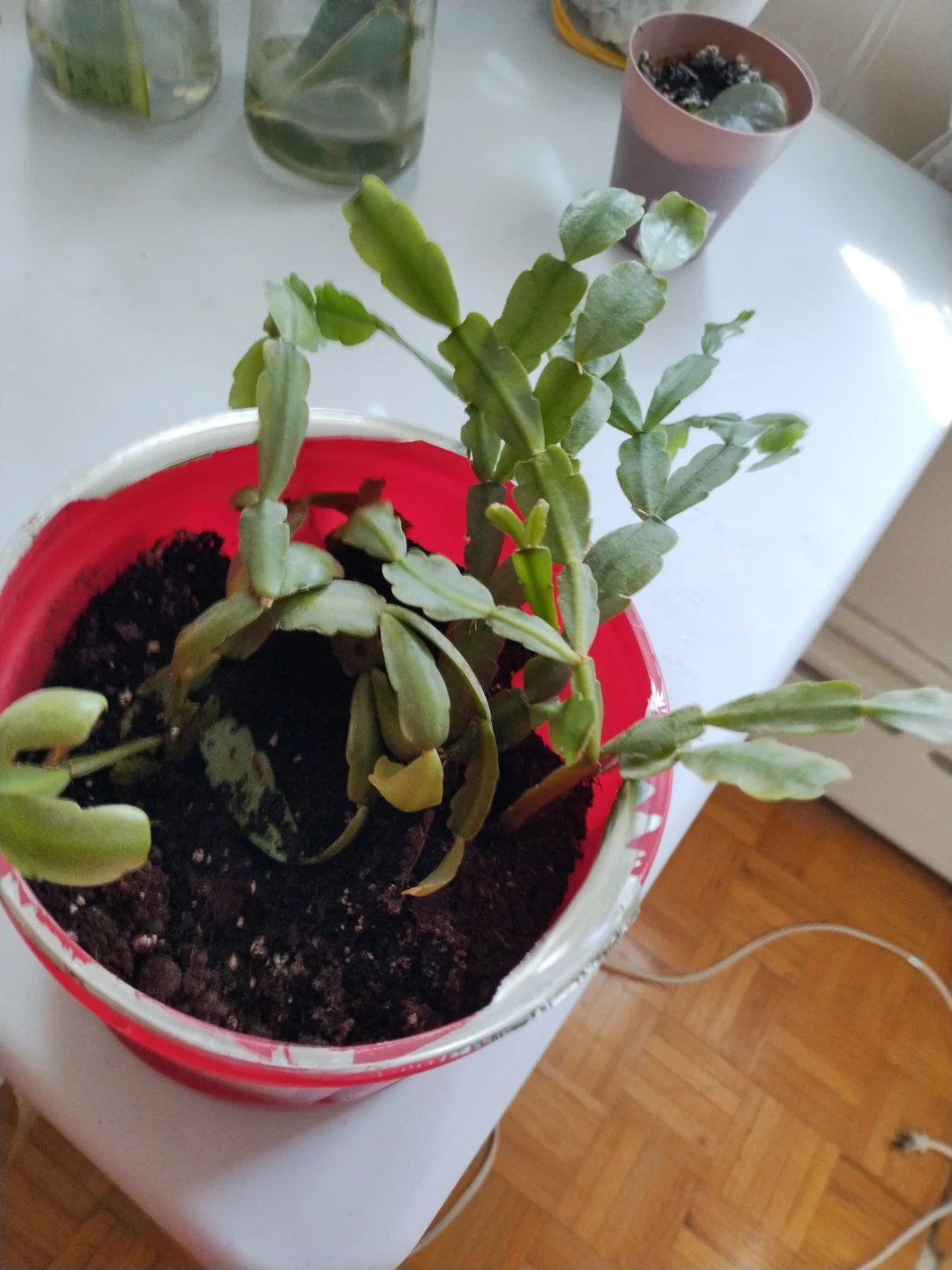 Christmas Cactus Plant
