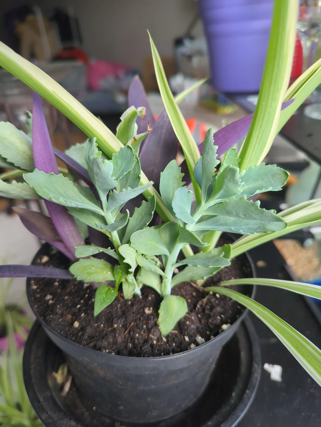 Assorted Potted Plants