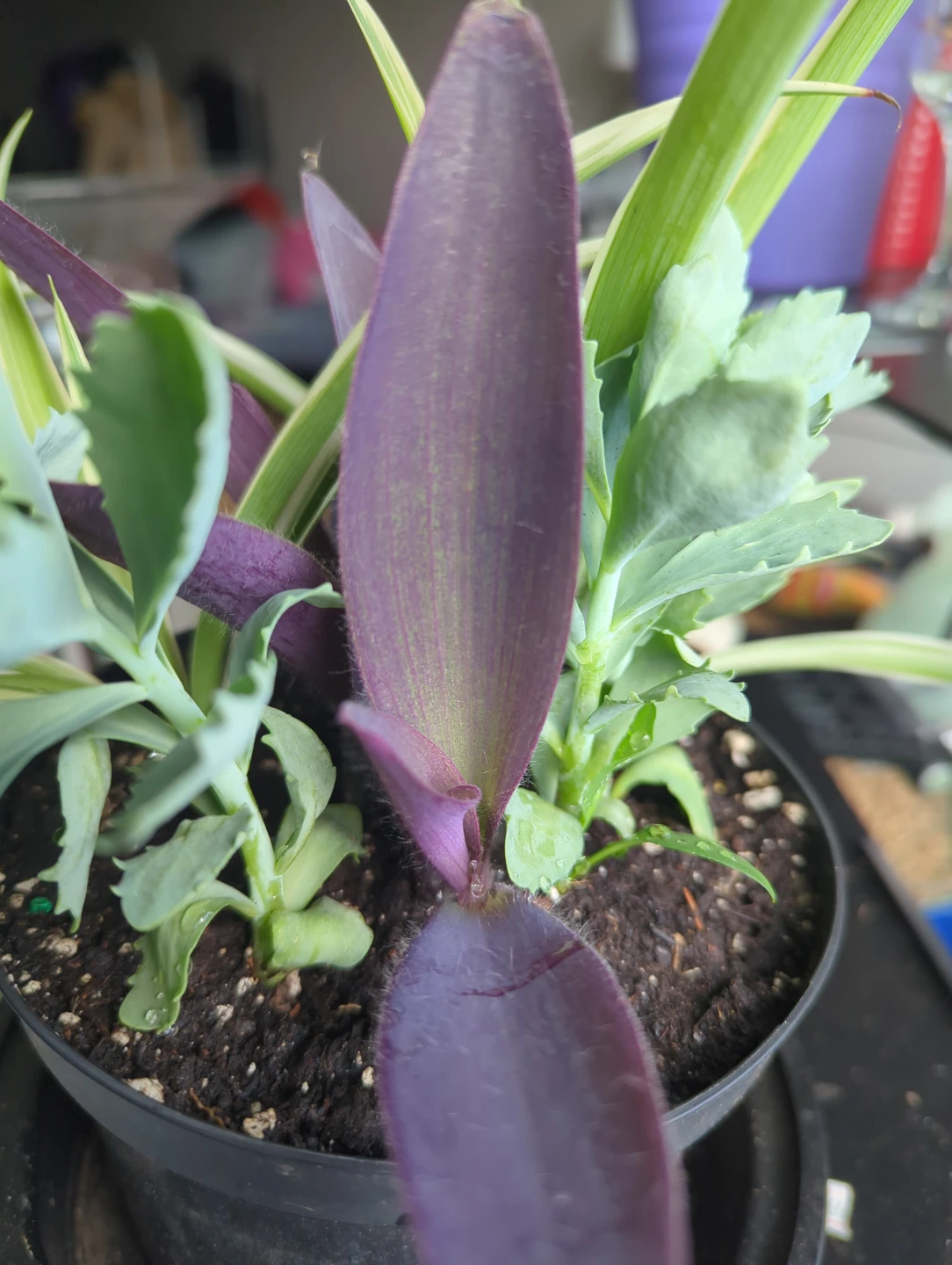 Assorted Potted Plants - photo 2