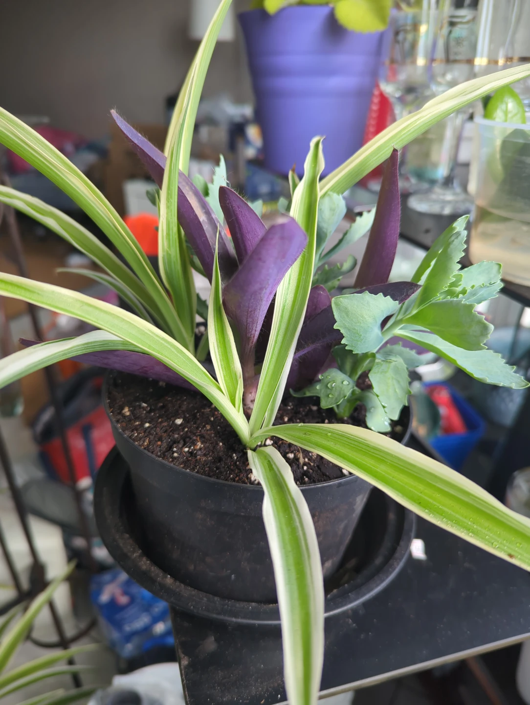 Assorted Potted Plants - photo 3
