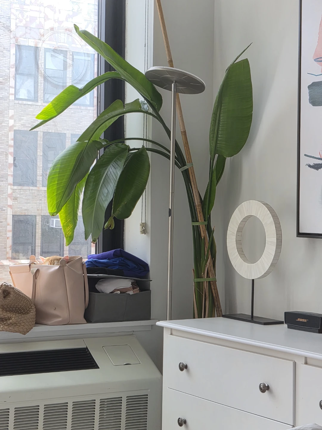 Bird of Paradise - photo 2