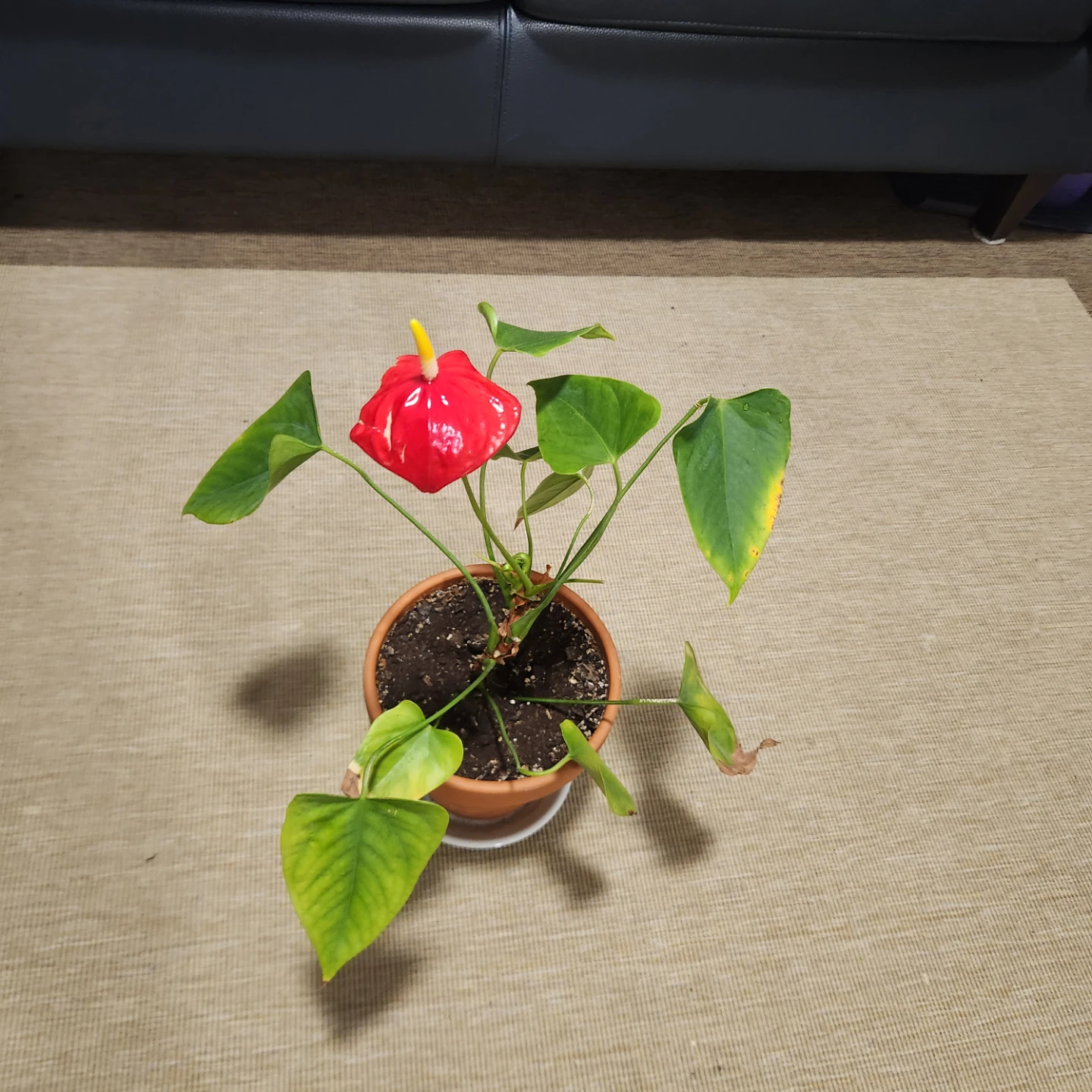 Red Anthurium Plant