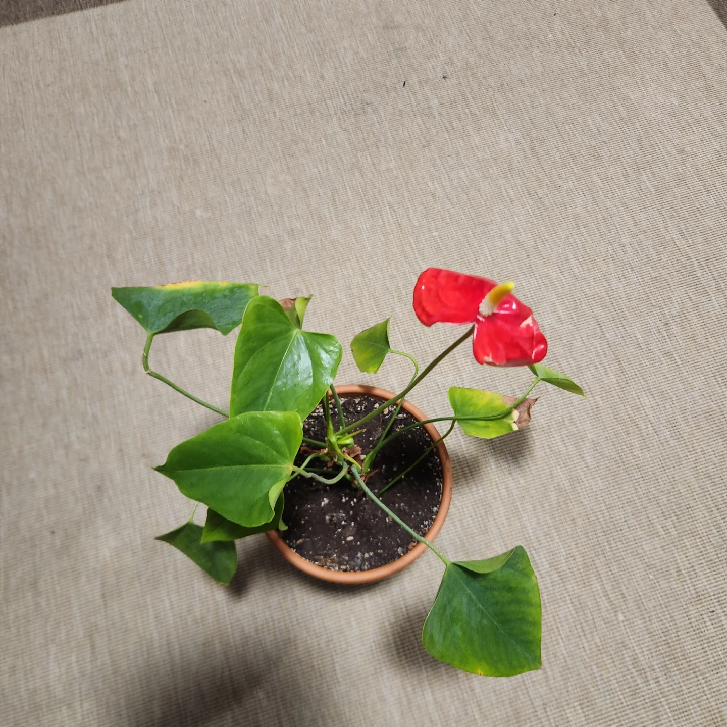 Red Anthurium Plant - photo 3