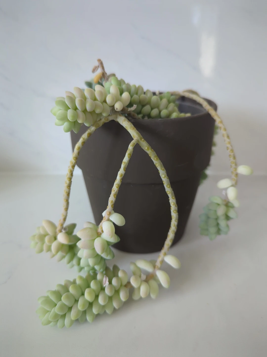 Donkey's Tail Succulent Plant