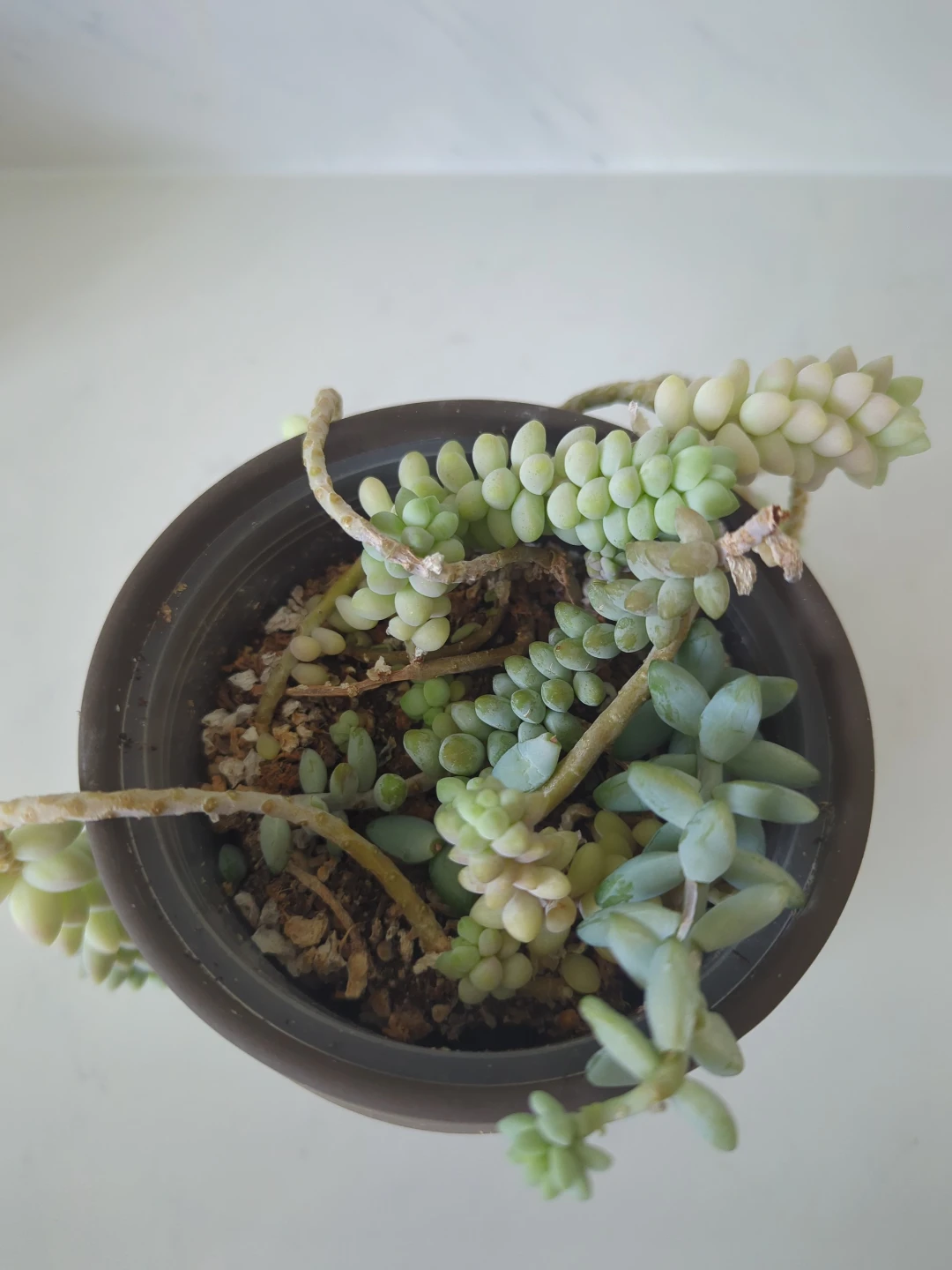 Donkey's Tail Succulent Plant - photo 2