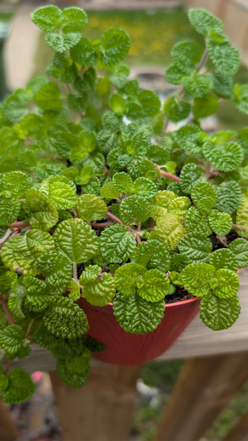 Creeping Charlie plants for sale!