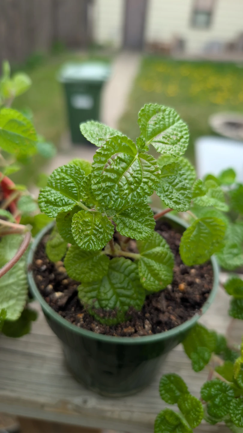Creeping Charlie plants for sale! - photo 2