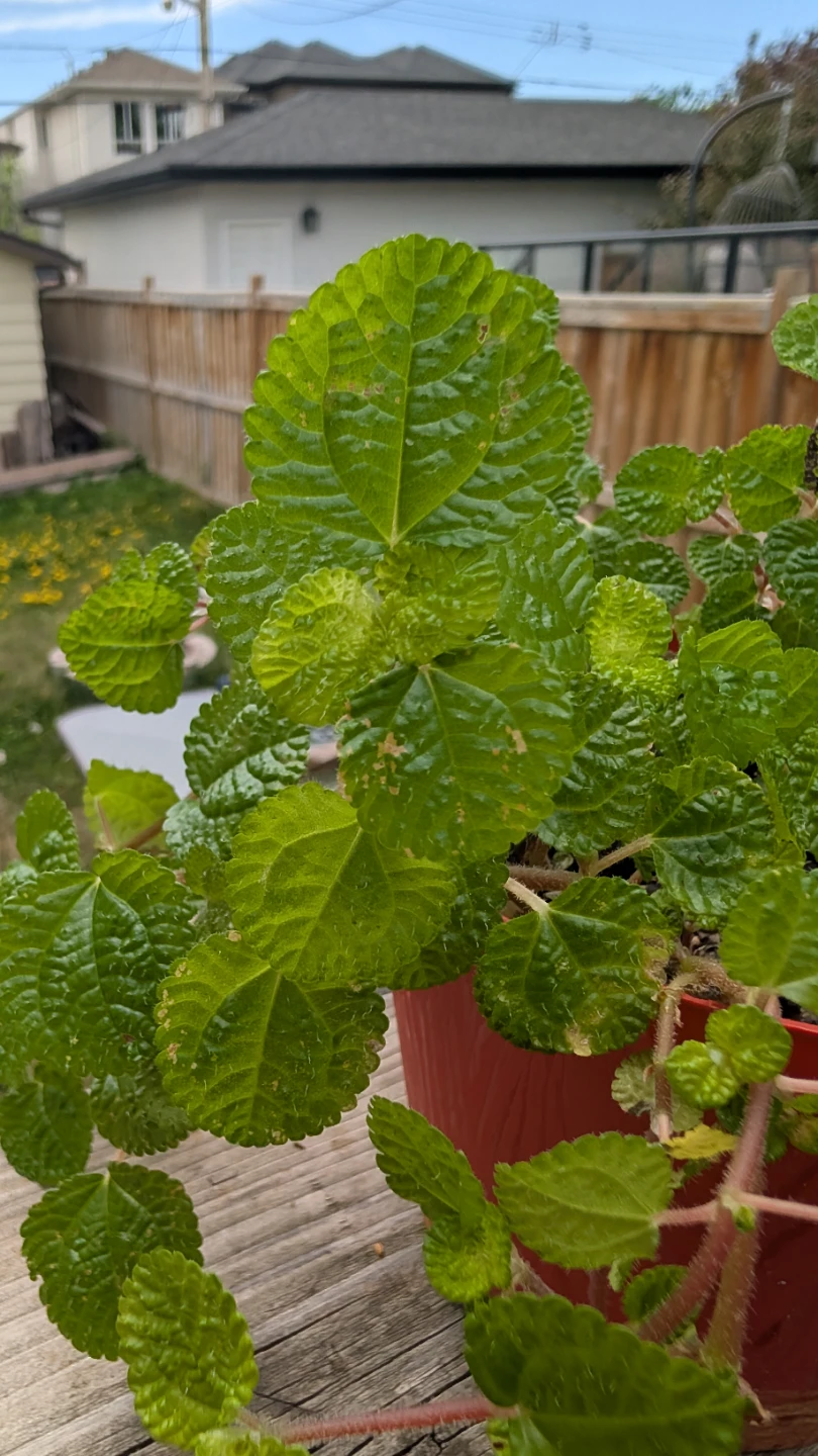 Creeping Charlie plants for sale! - photo 3