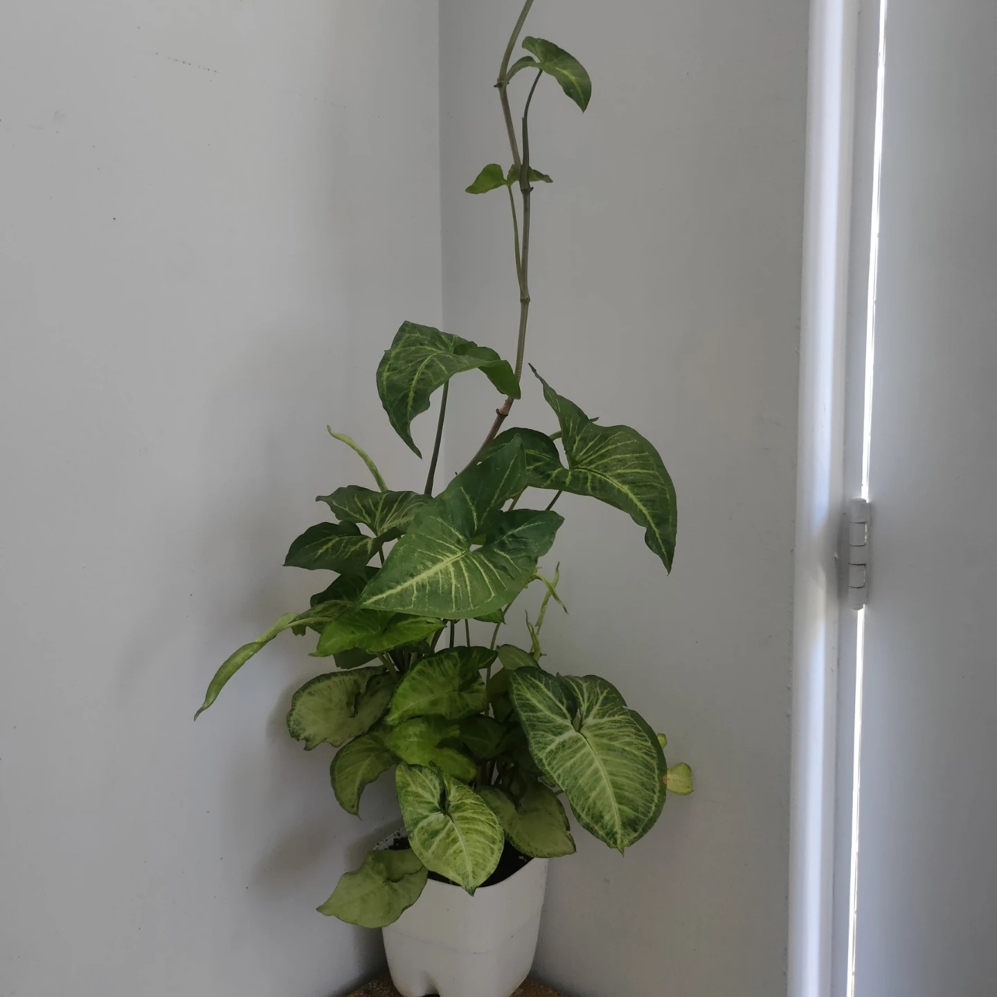 Syngonium Arrowhead Plant in White Pot