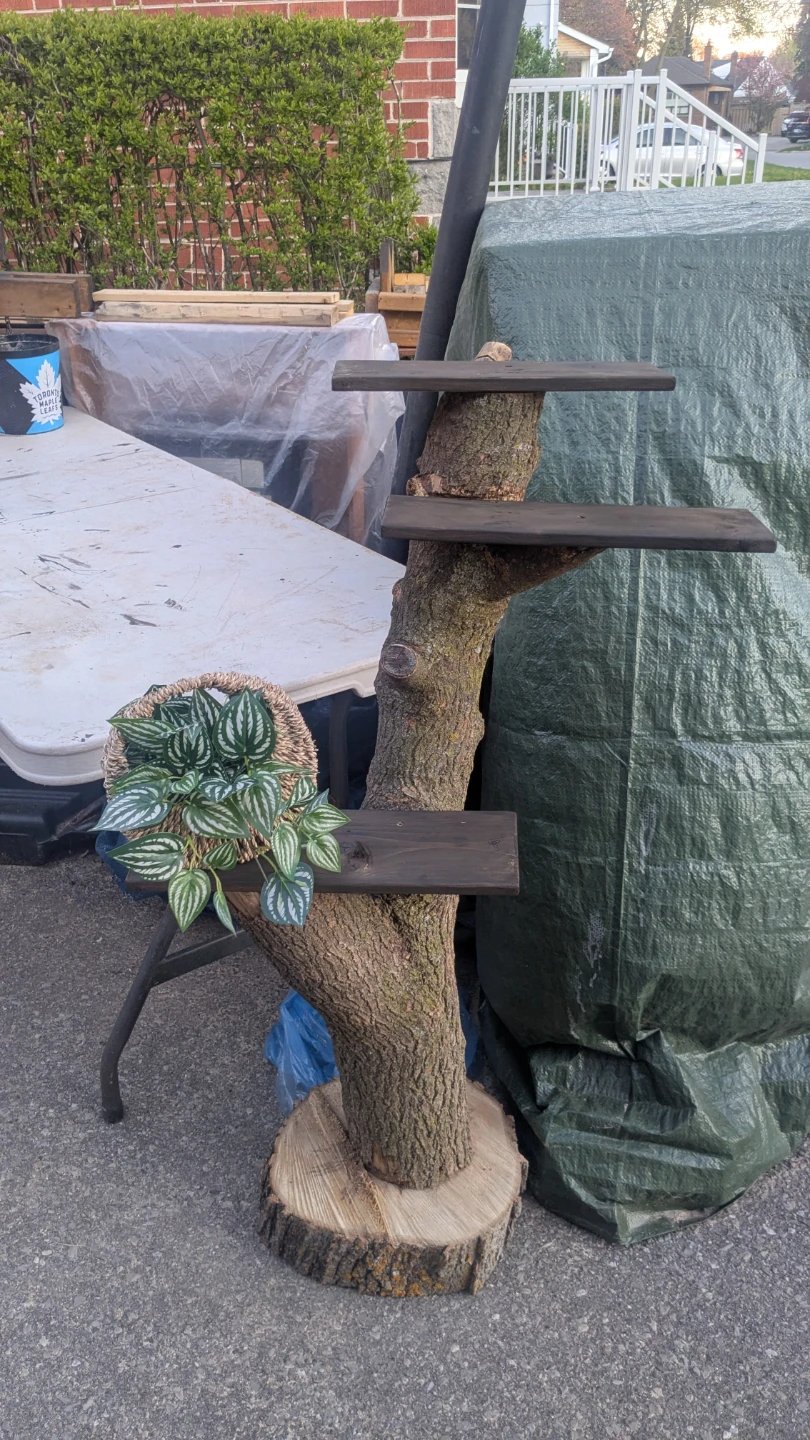 Three Tier Plant Shelves on Real Tree Trunk - photo 2