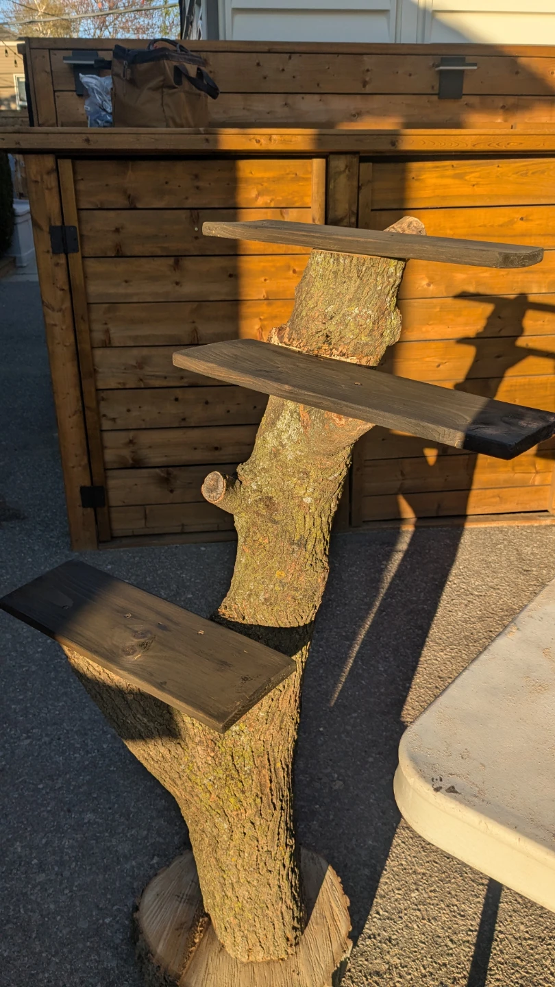 Three Tier Plant Shelves on Real Tree Trunk - photo 5