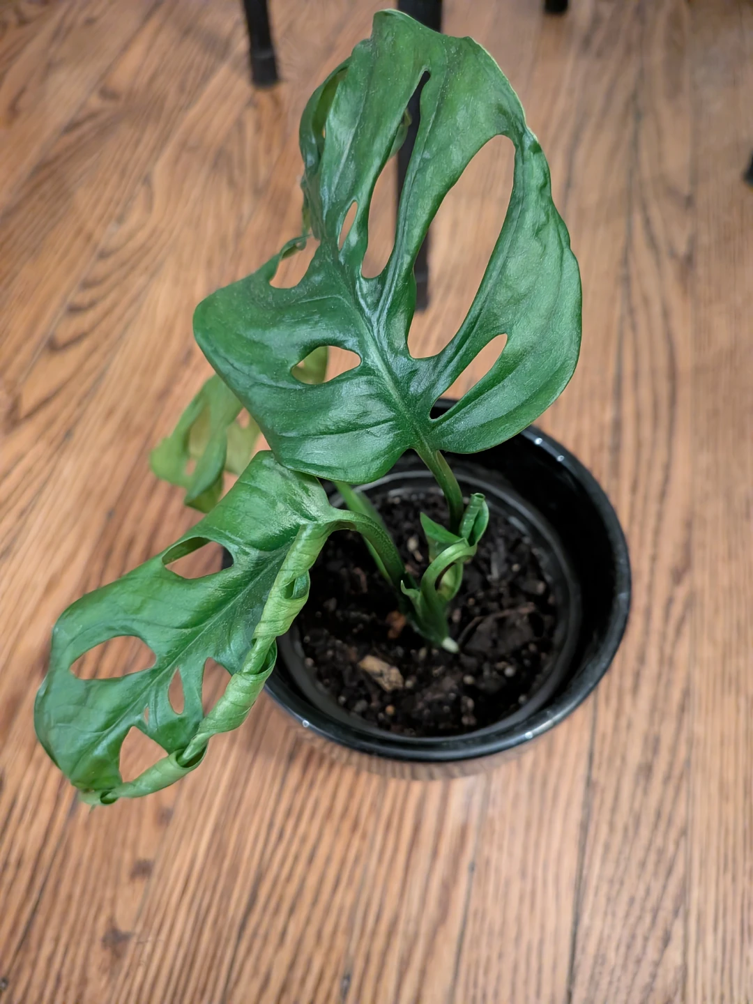 Monstera Adansonii Swiss Cheese