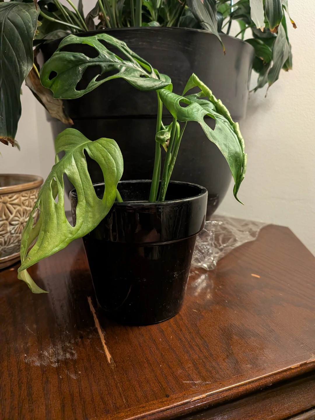 Monstera Adansonii Swiss Cheese - photo 2