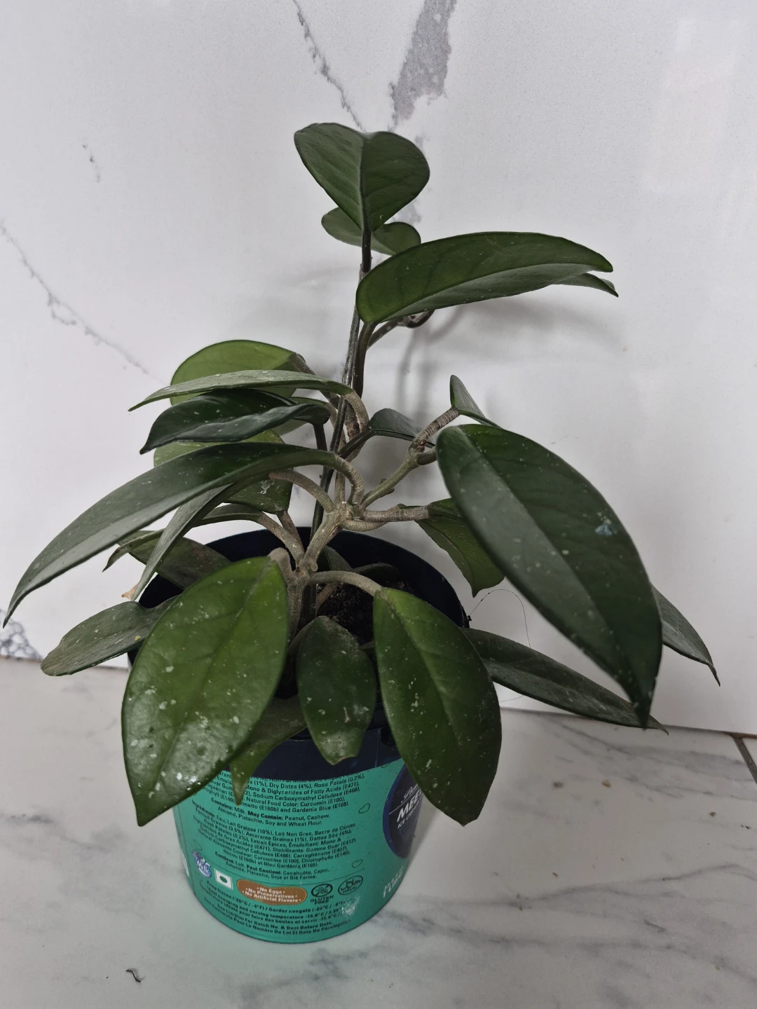 Hoya Carnosa Plant