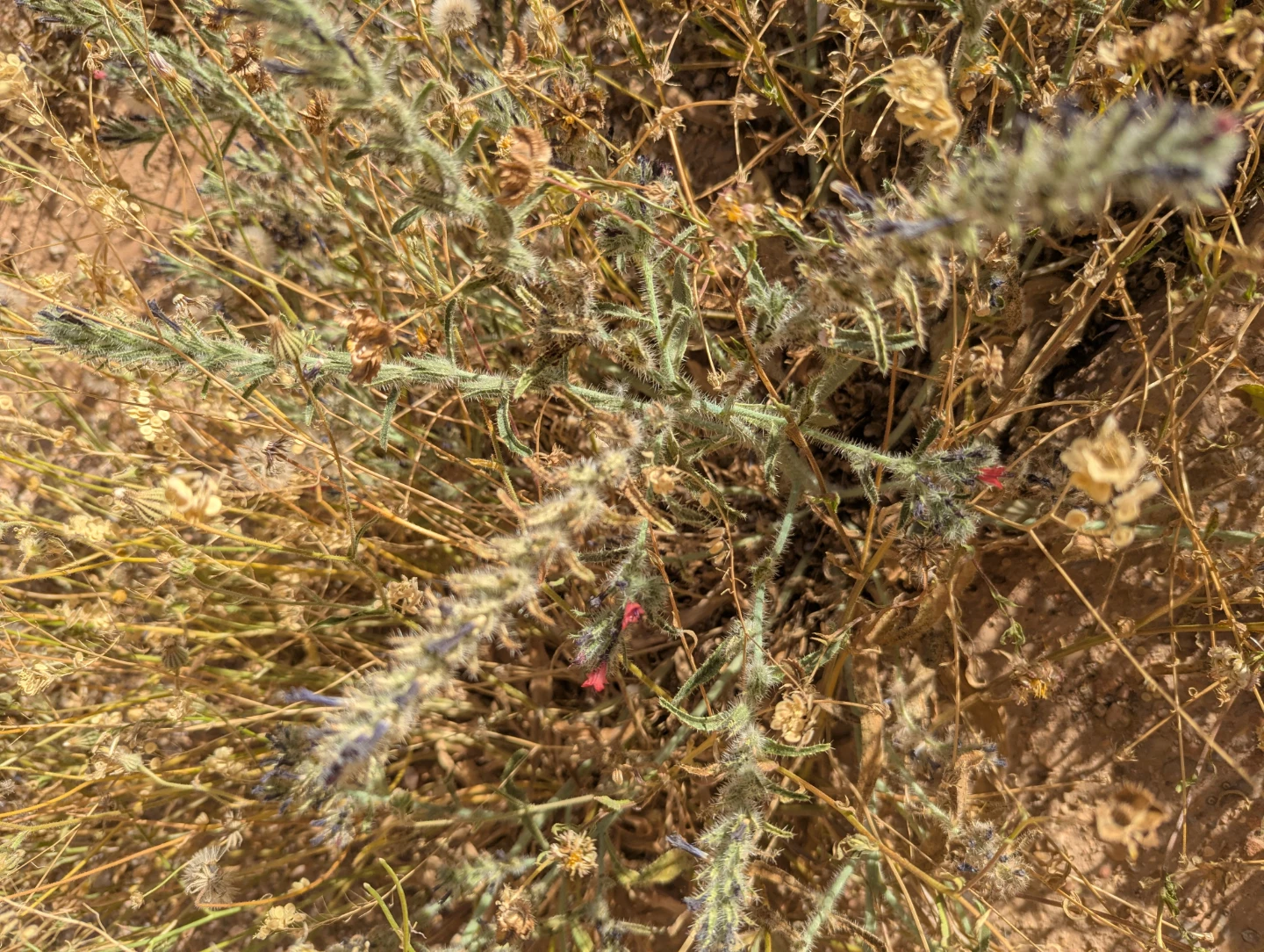 Grass