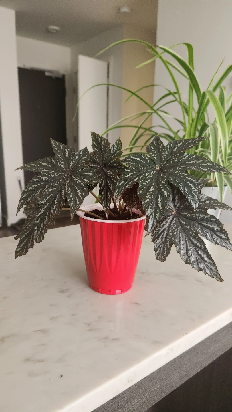 Potted Begonia Plant