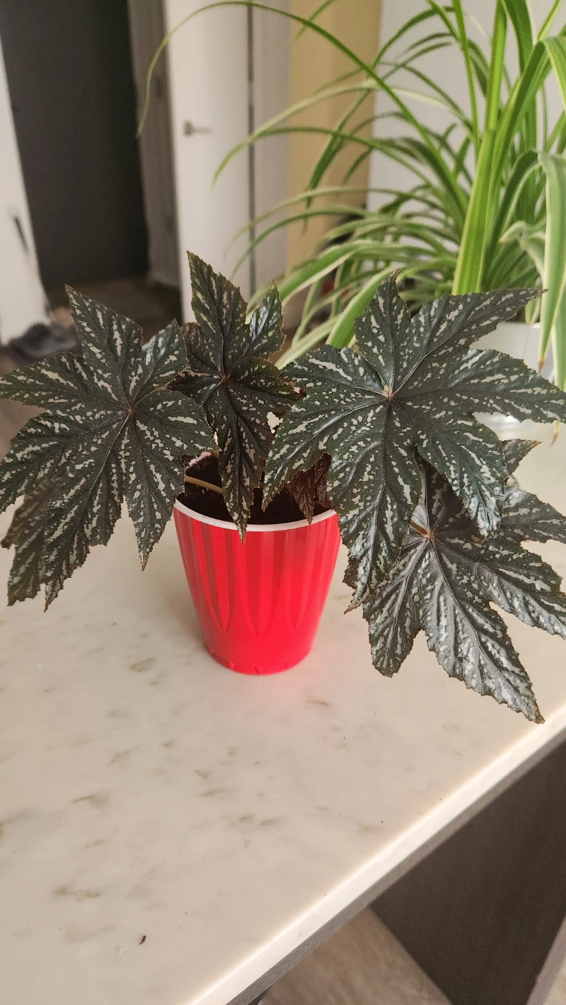 Potted Begonia Plant - photo 2