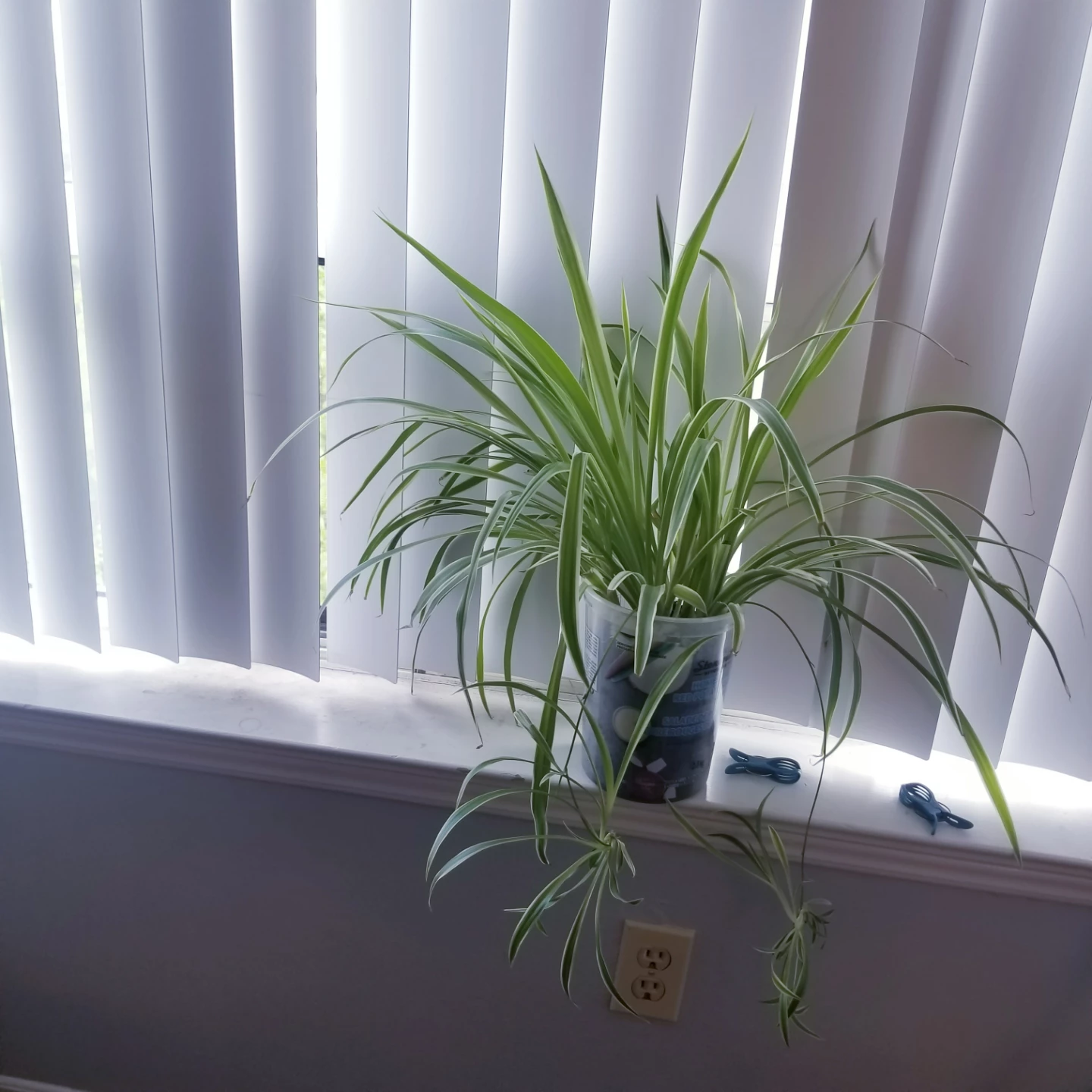 Spider Plant