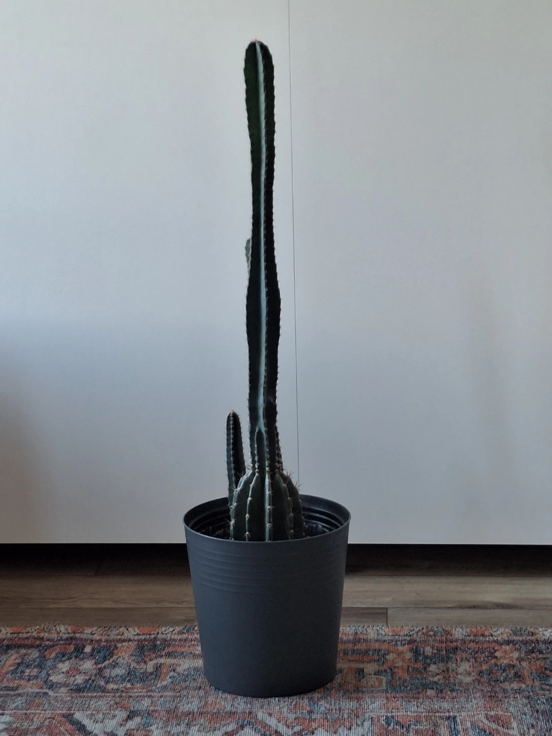 Tall Cactus in Dark Grey Pot