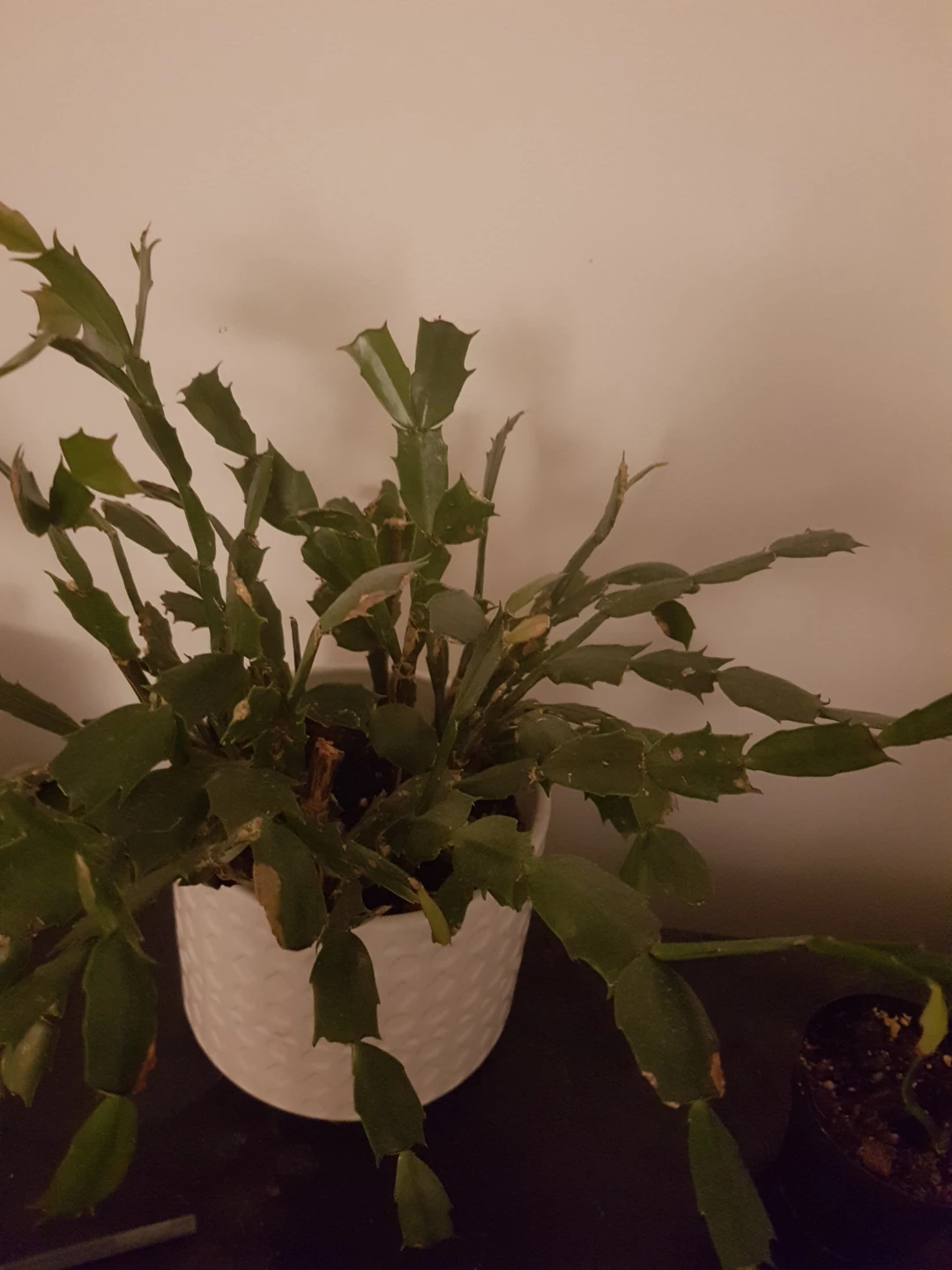 Christmas Cactus Plant in White Pot - photo 2
