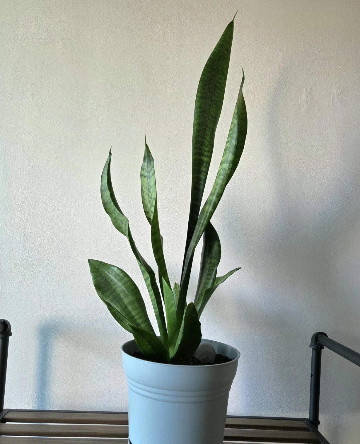 beautiful indoor  plant - photo 2