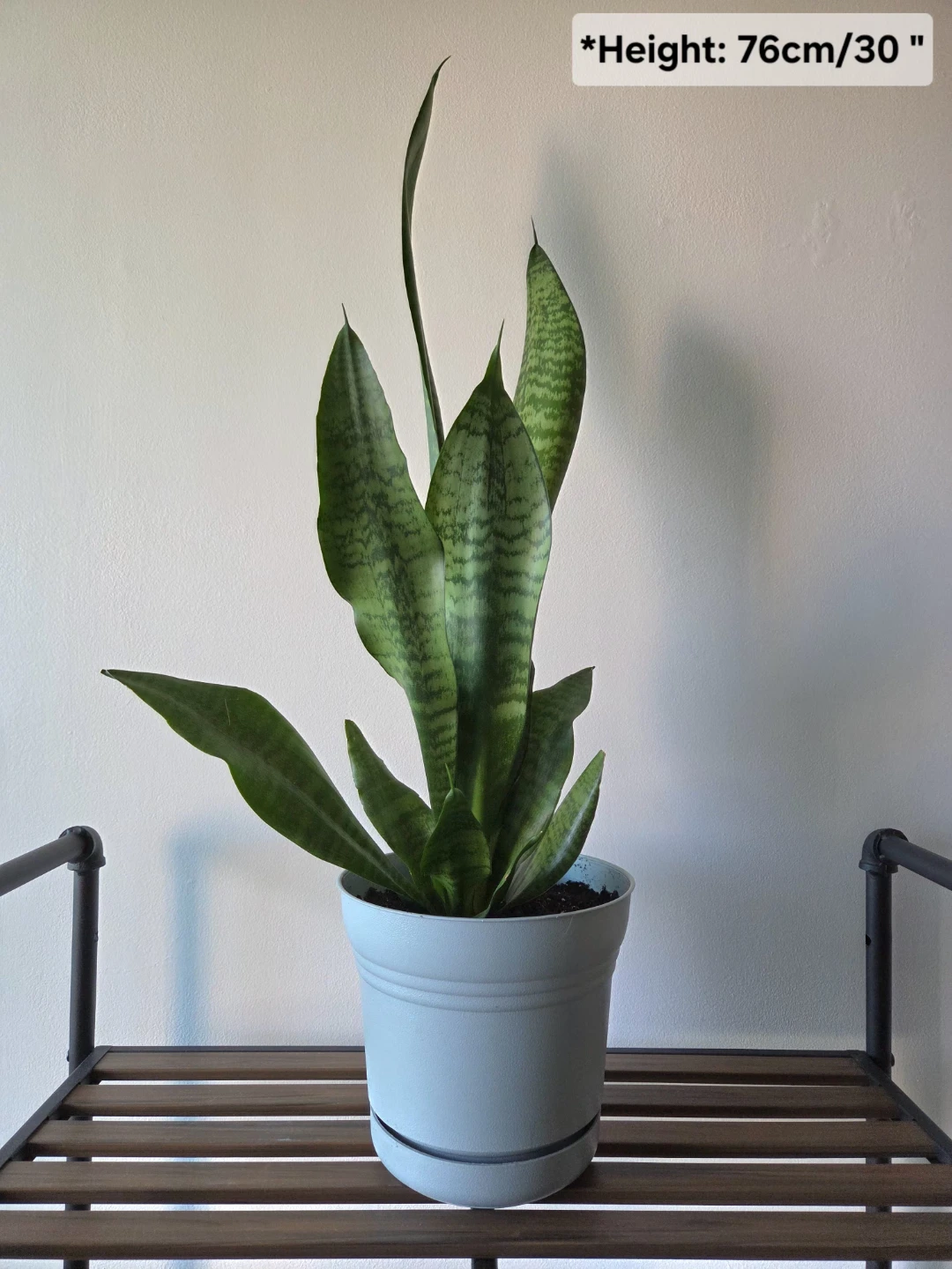 beautiful indoor  plant