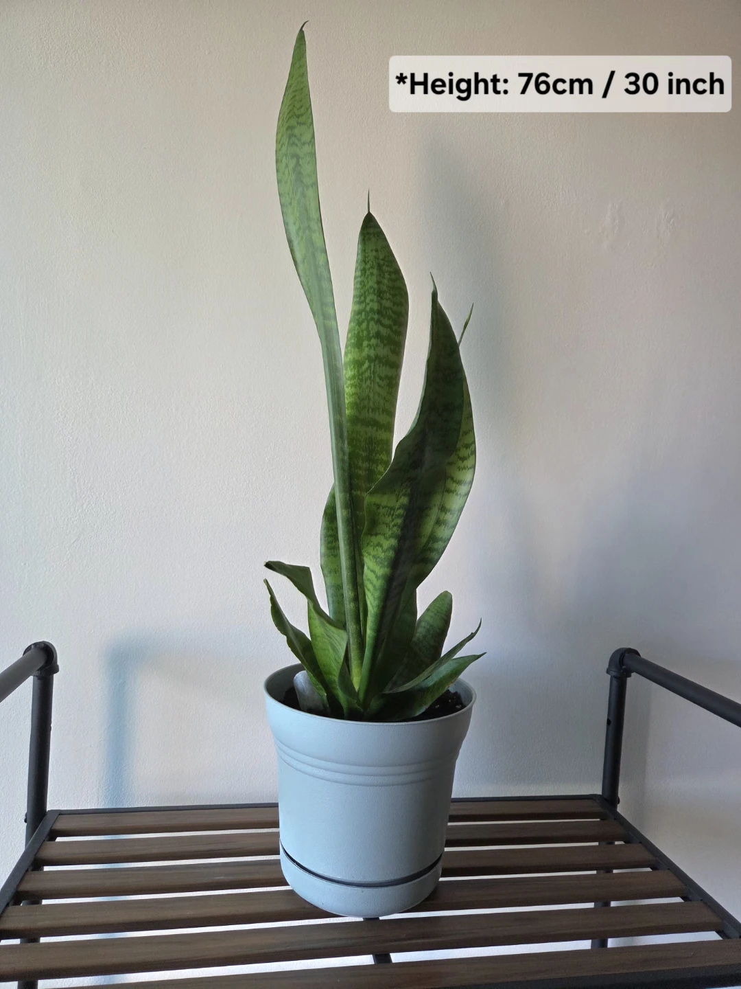 beautiful indoor  plant - photo 3
