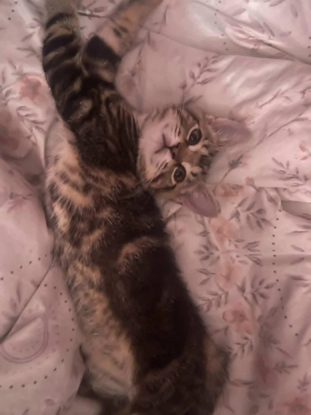 Looking for cat/kitten supplies