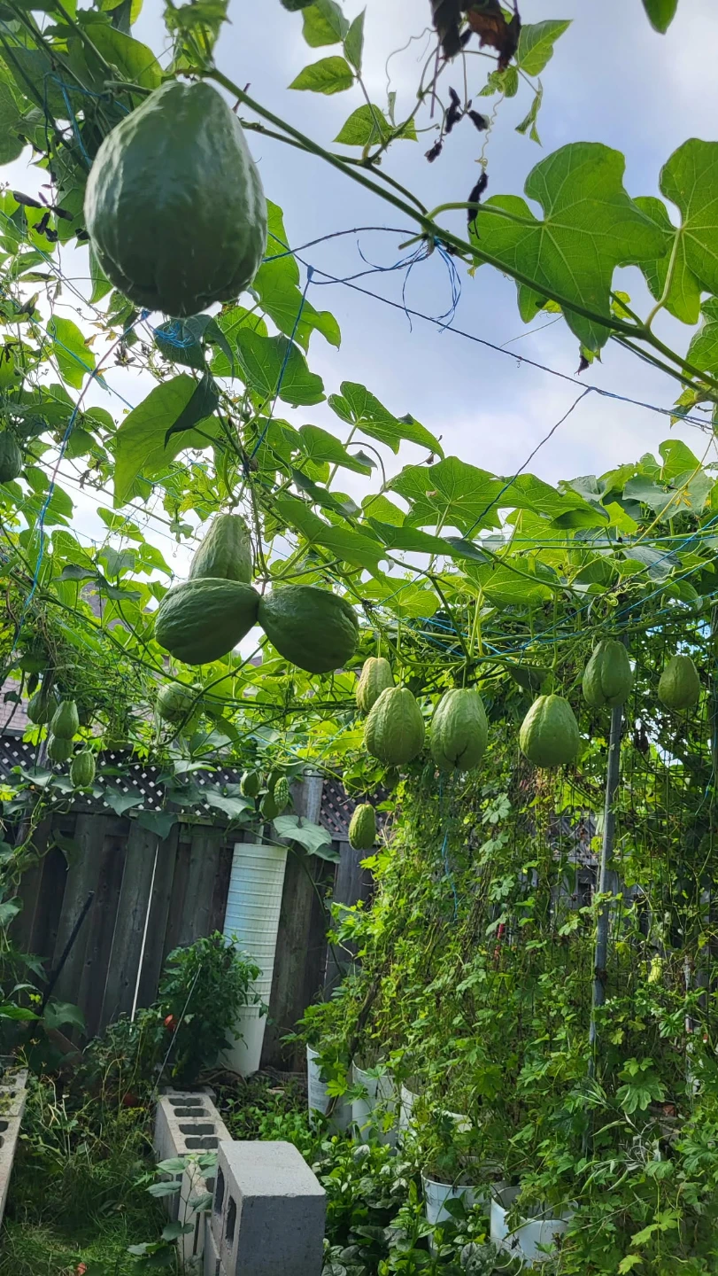 Chayote Squash Plants - photo 5